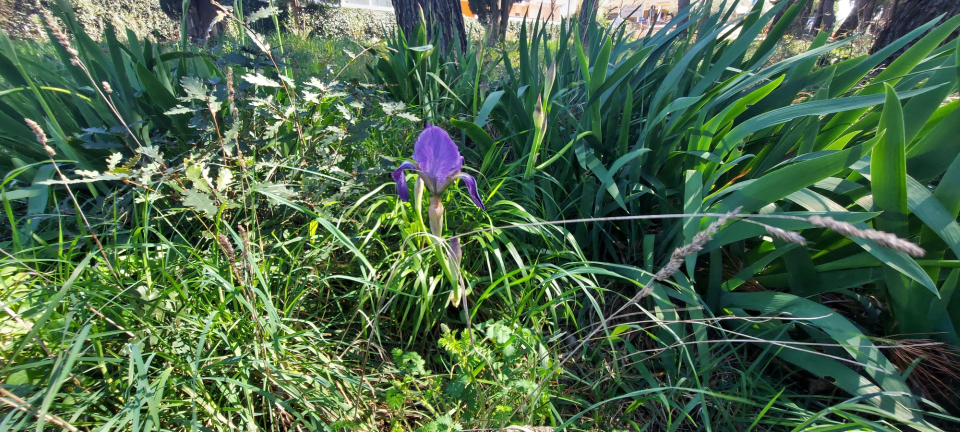 Jeste li znali da je perunika hrvatski nacionalni cvijet?